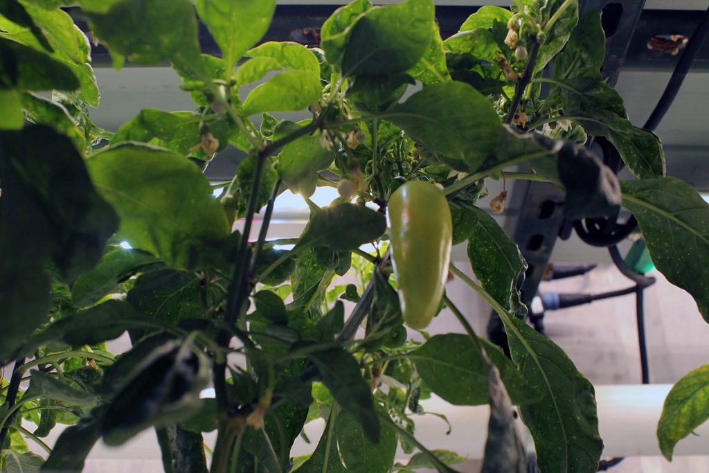 Jalapeno peppers cultivated by shipping container farming.